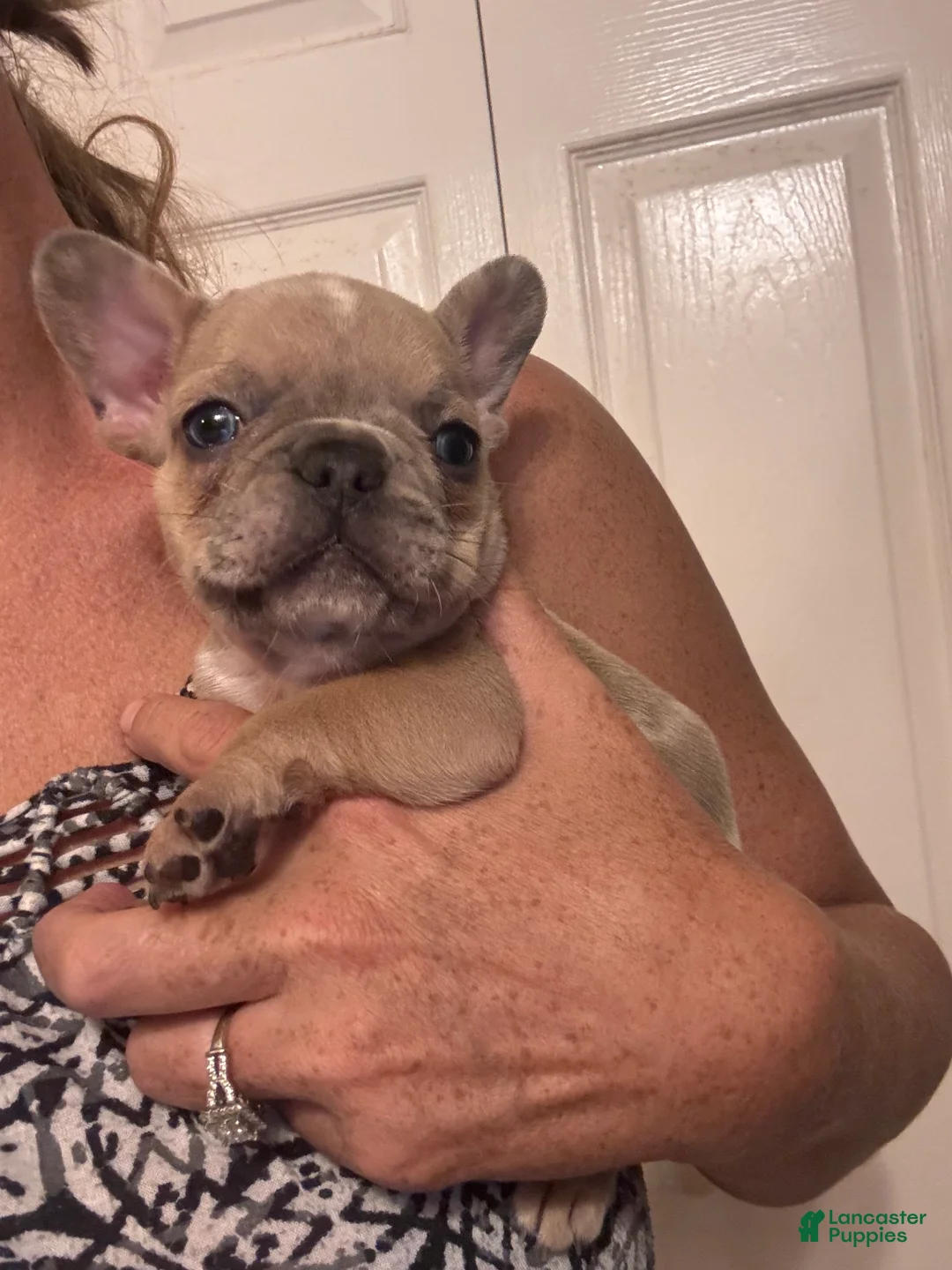 French Bulldog dogs for sale: Mohawk  - Ad 2