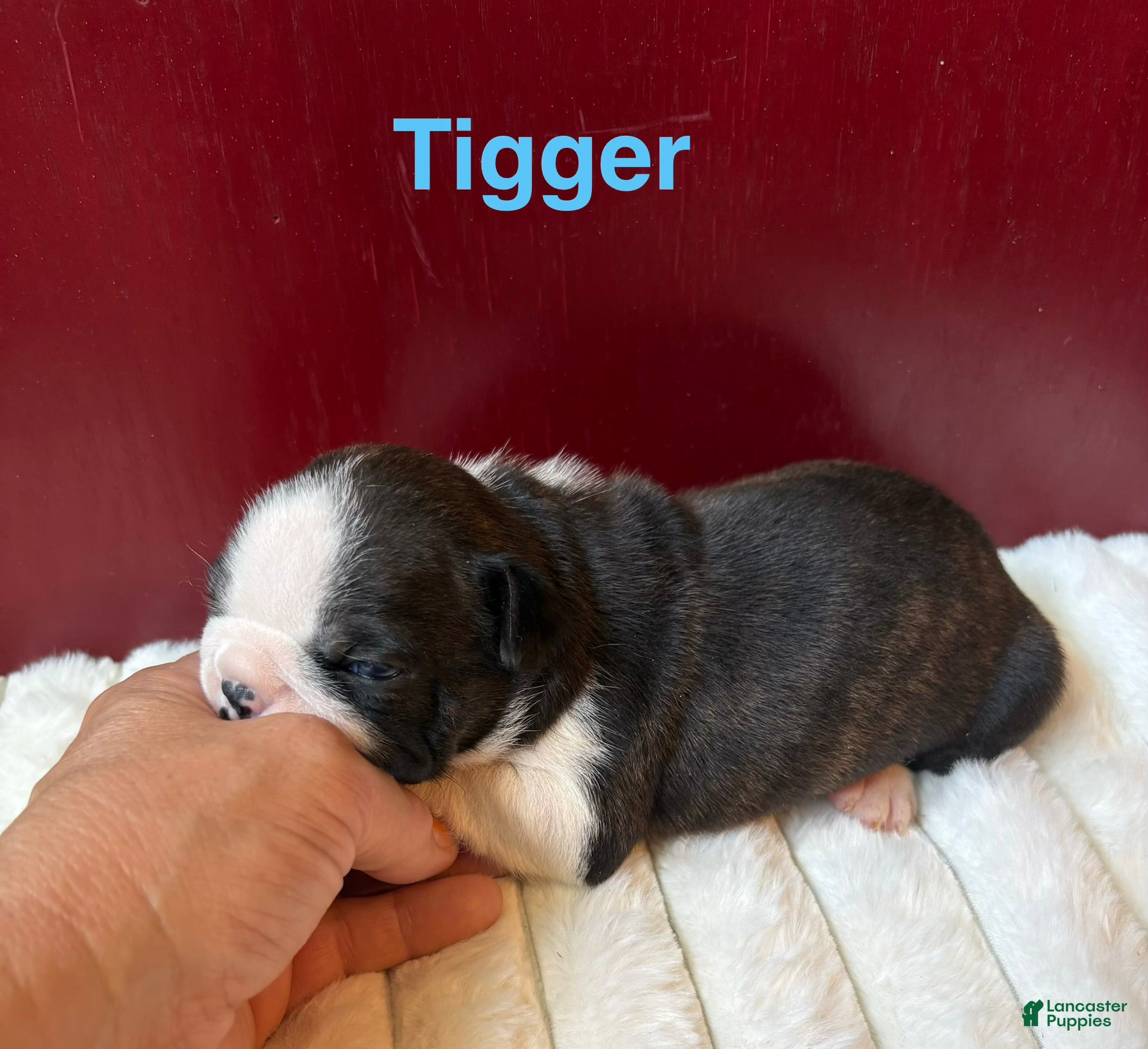 Boston Terrier dogs TiggerBoston Terrier 2 - Ad 1
