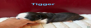 TiggerBoston Terrier 2