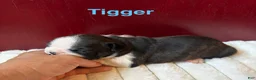 Boston Terrier dogs for sale: TiggerBoston Terrier 2 - Ad 1