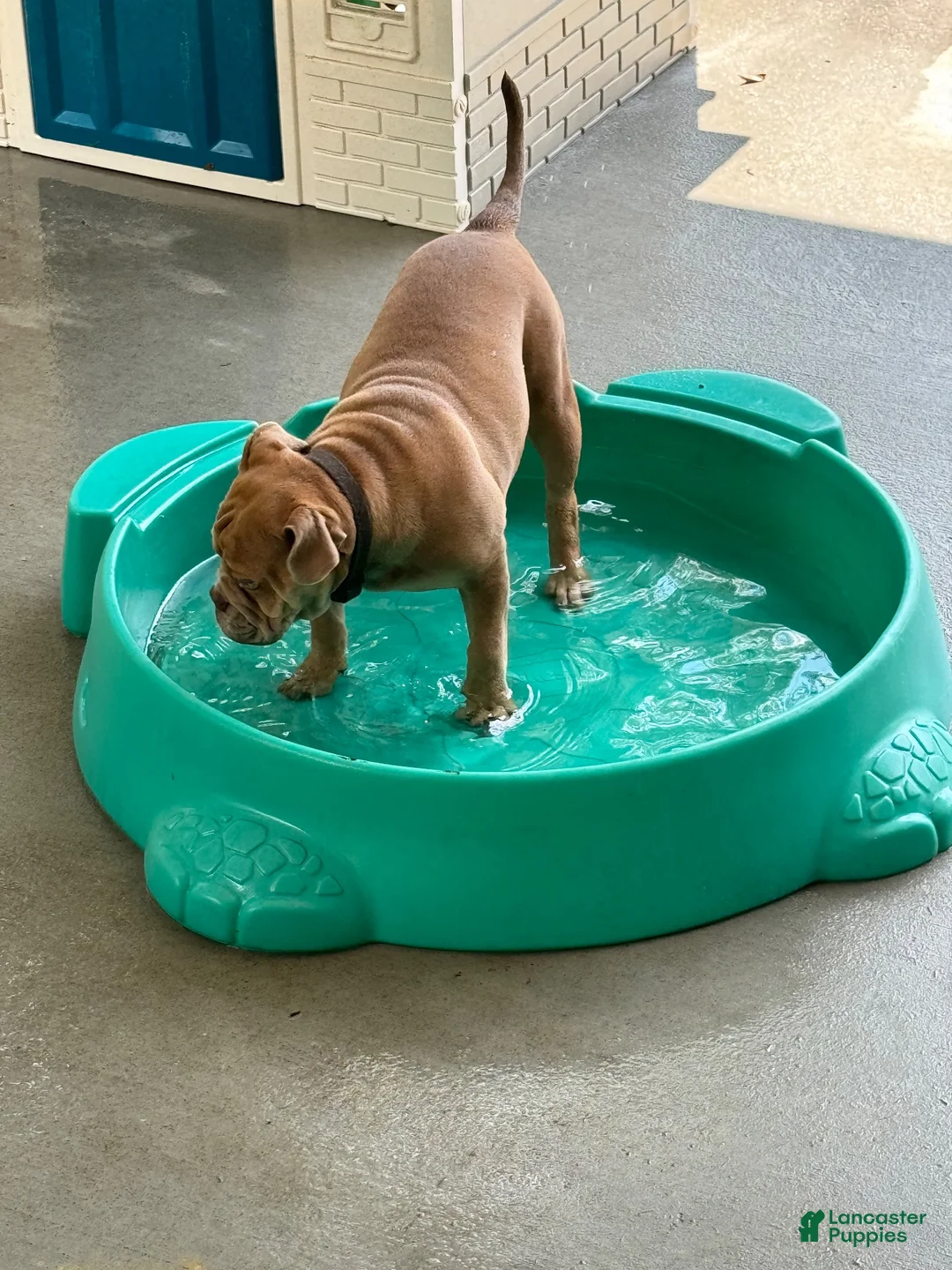 Mixed Breed dogs for sale: Mixed Breed 1 - Ad 2