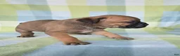Cane Corso dogs for sale: ICCF Sonya  - Ad 6