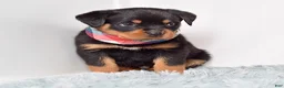 Rottweiler dogs for sale: Warrior - Ad 5