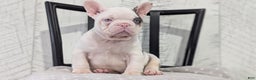 French Bulldog dogs for sale: Xander - Ad 9
