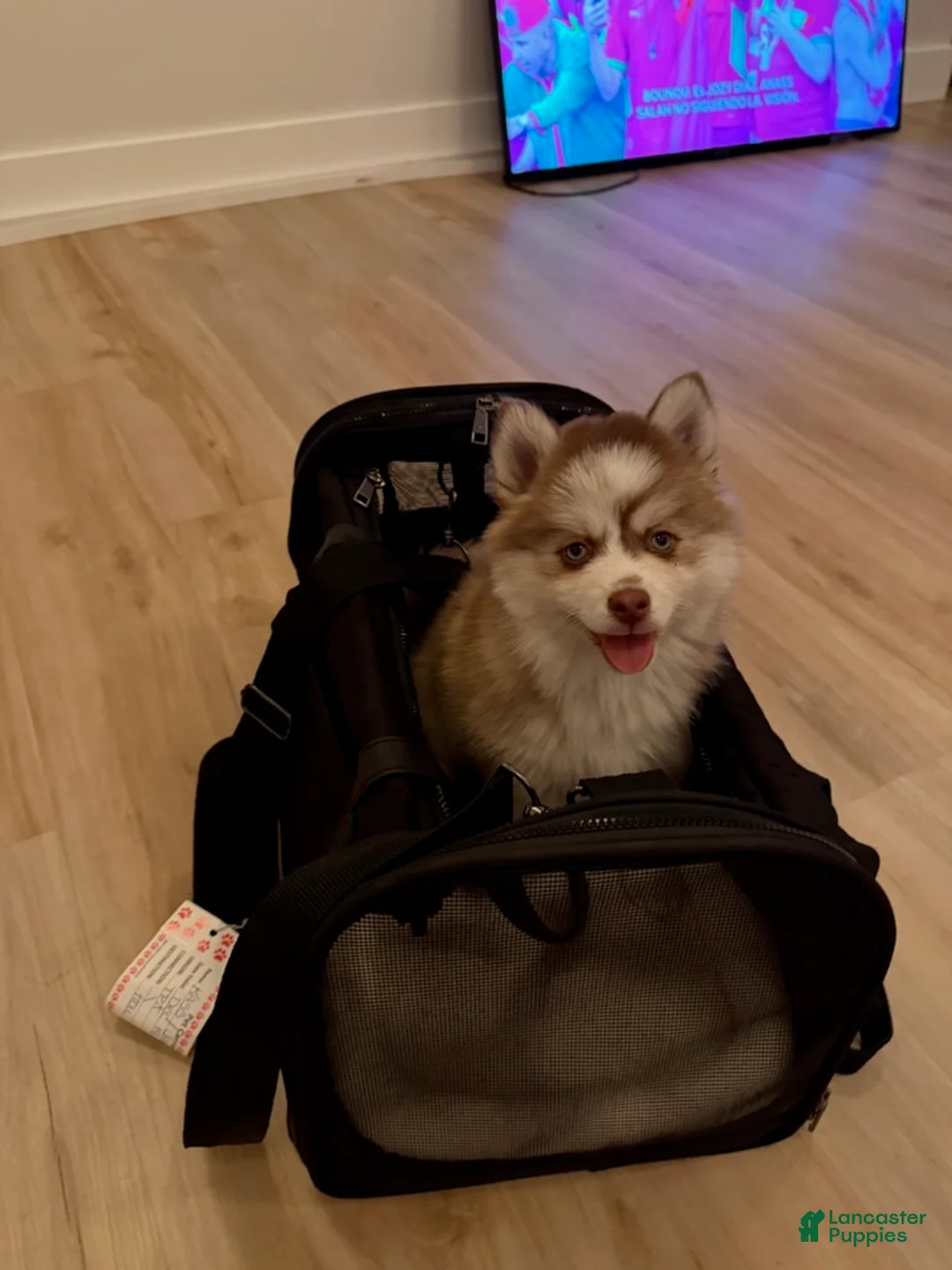 Pomsky dogs for sale: Queso - Ad 5