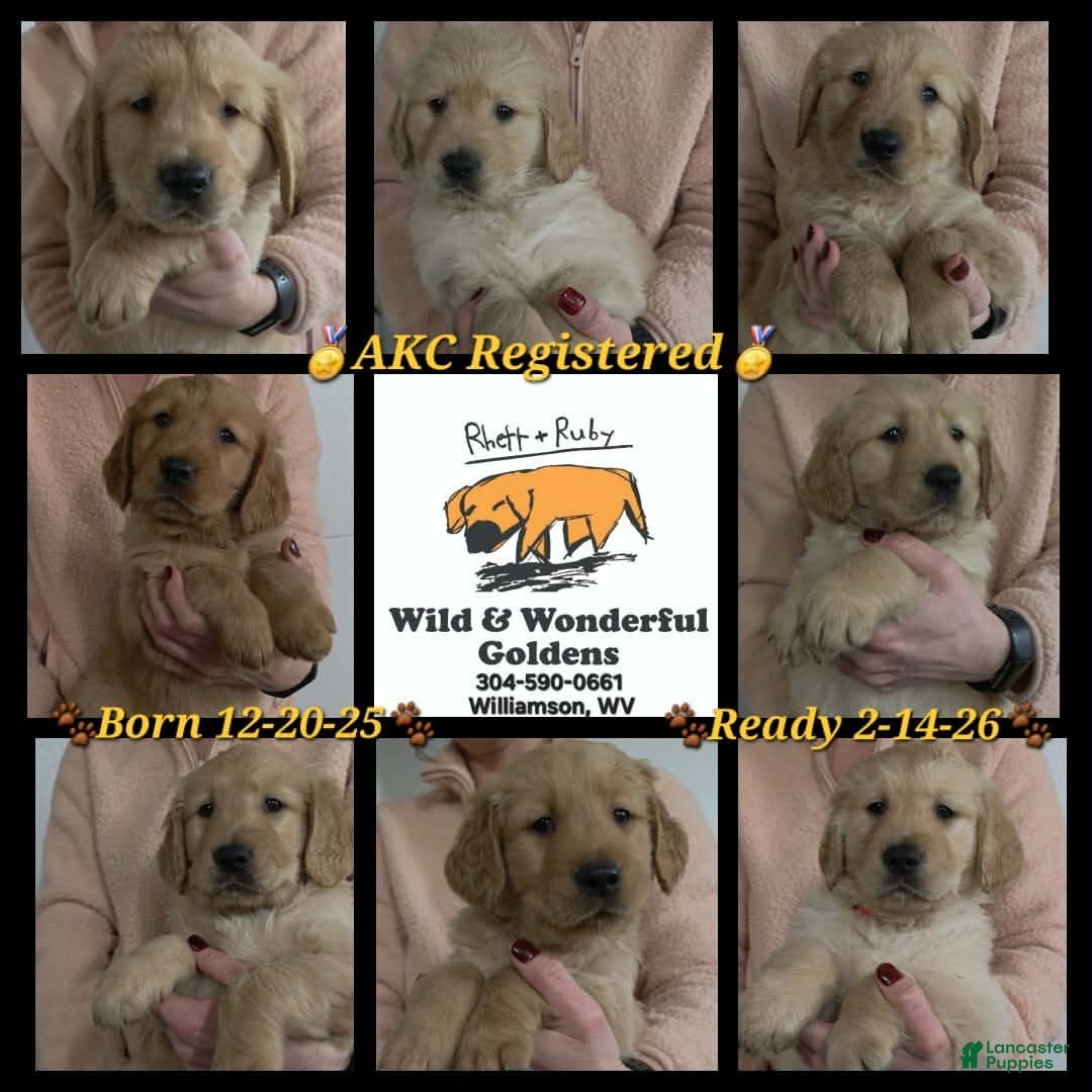 Golden Retriever dogs Cooper - Ad 4