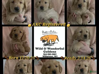 Golden Retriever dogs Cooper - Ad 4