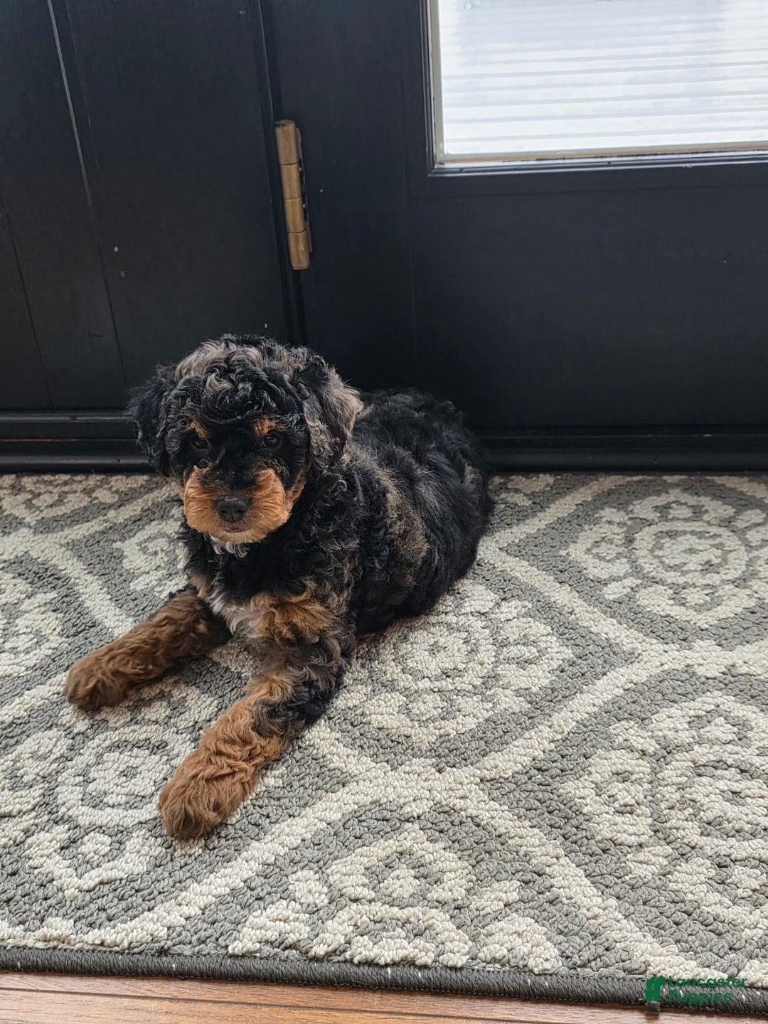 Mini Goldendoodle dogs for sale: Zoe - Ad 1