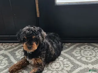 Mini Goldendoodle dogs Zoe - Ad 28