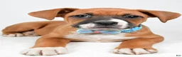 Boxer dogs for sale: Rick Boxer mix - Ad 4