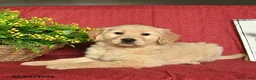 Golden Retriever dogs for sale: Pixie  - Ad 2