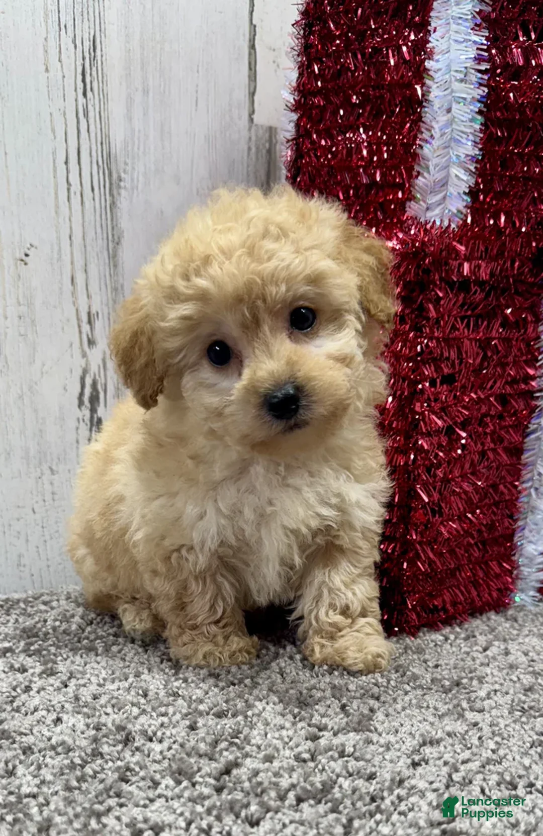 Miniature Poodle dogs for sale: Cookie - Ad 6
