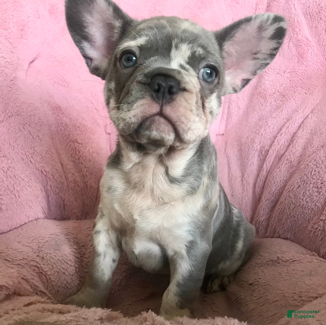 French Bulldog dogs for sale: Rolly  - Ad 1