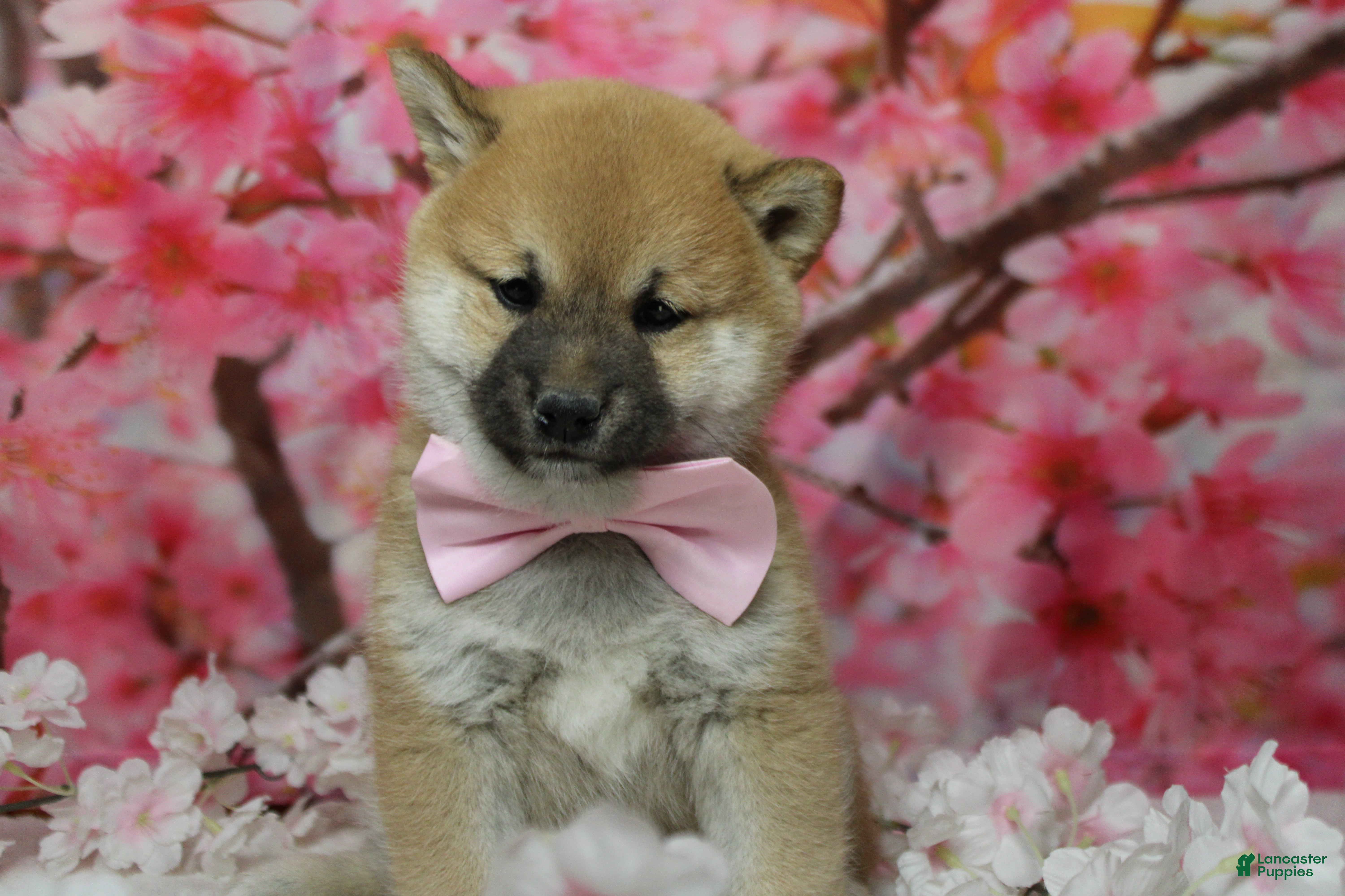 Shiba Inu dogs Hendrix - Ad 8