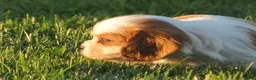 Cavalier King Charles Spaniel dogs for sale: Espresso - Ad 4