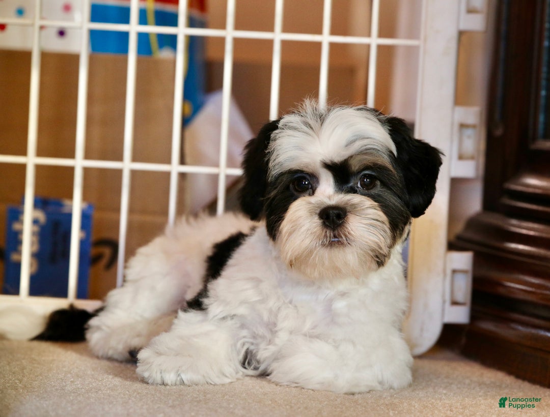 Shihpoo dogs for sale: Oliver - Ad 12