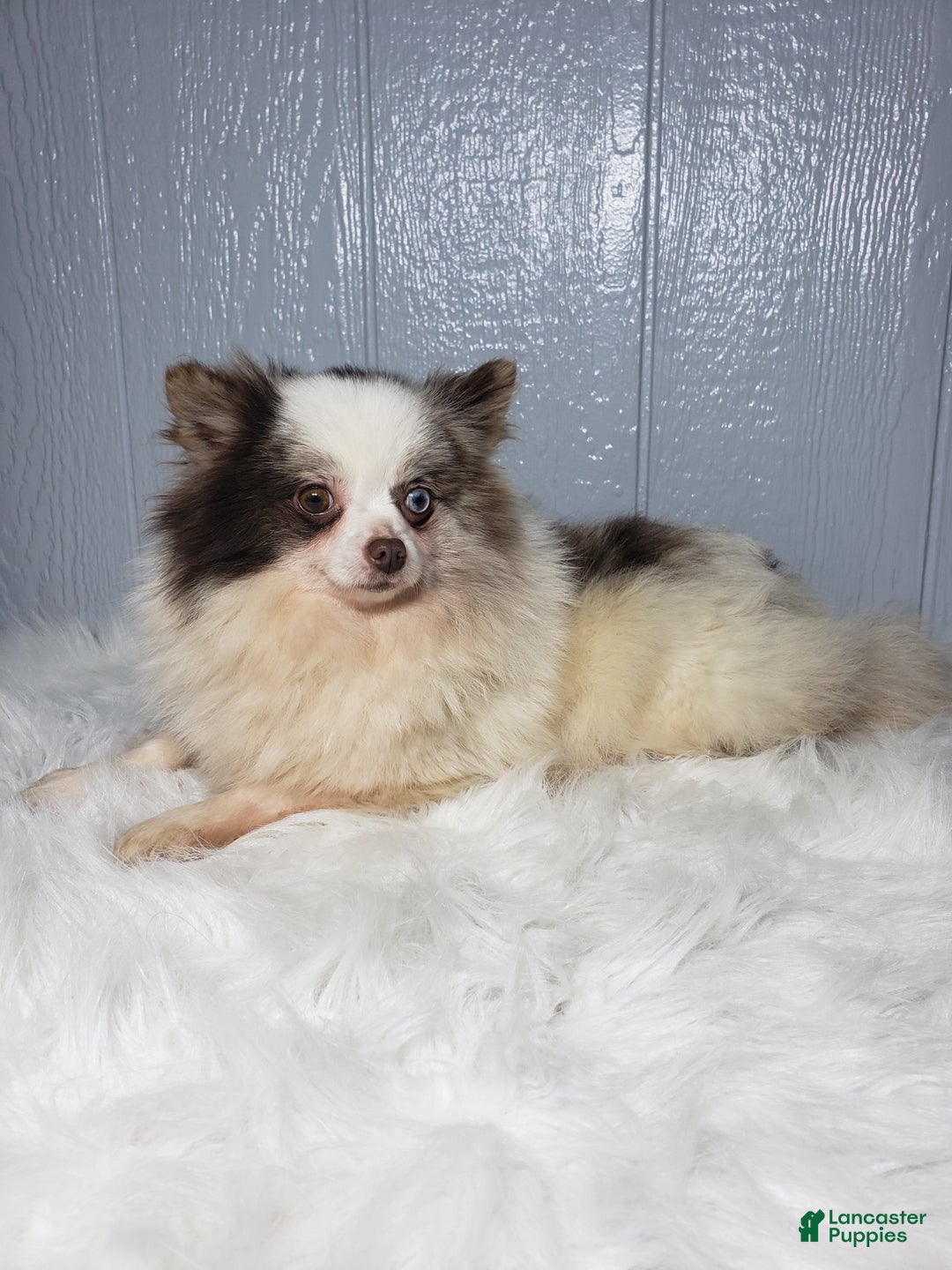 Pomeranian dogs for sale: Ace  - Ad 7