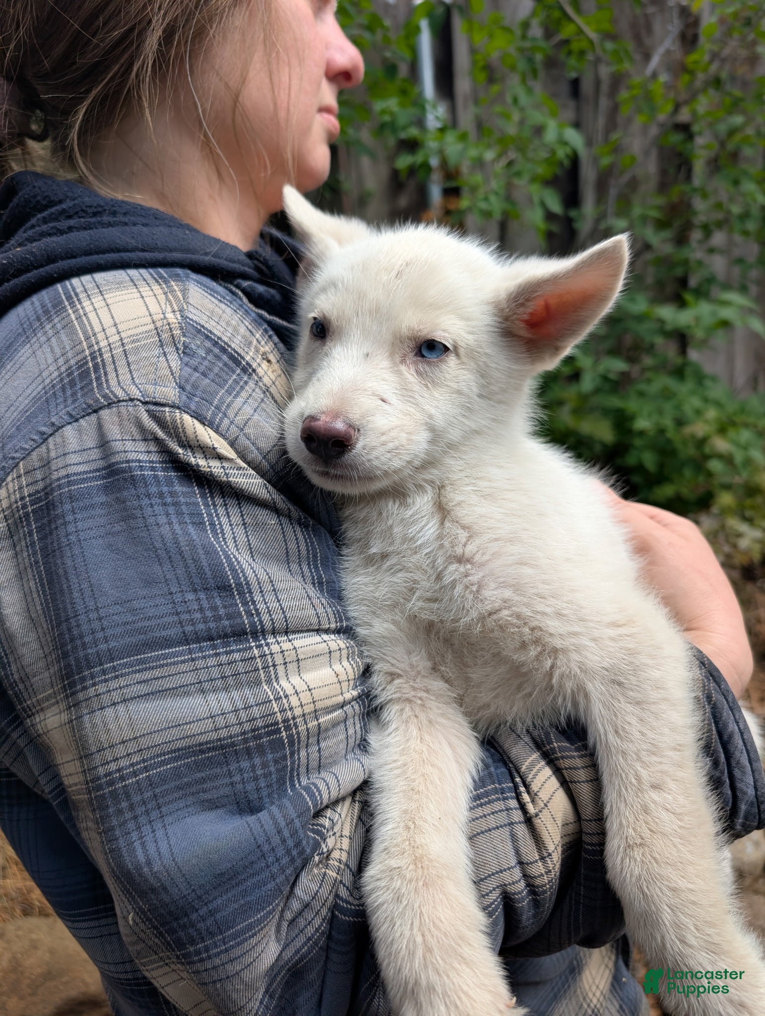 Mixed Breed dogs Marshmallow  - Ad 3