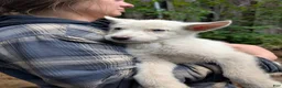 Mixed Breed dogs for sale: Marshmallow  - Ad 1