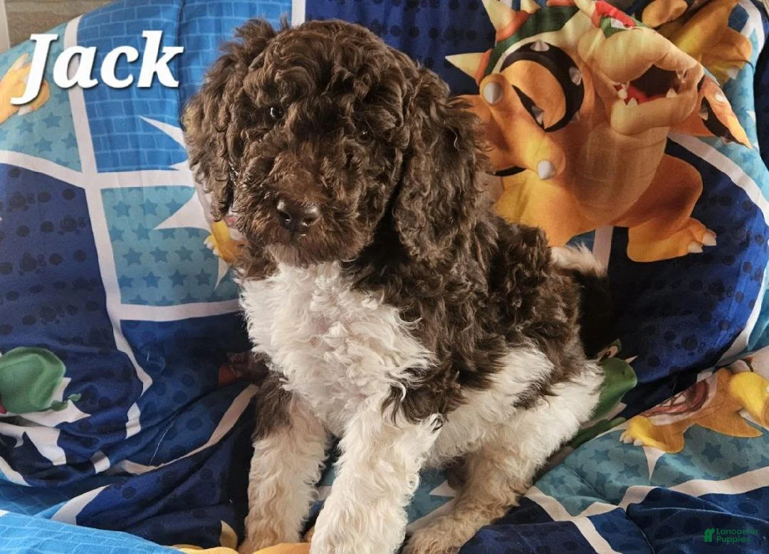 Double Doodle dogs for sale: Jack - Ad 3