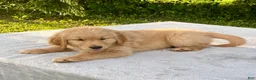 Golden Retriever dogs for sale: Jasper - Ad 4
