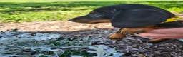 Miniature Dachshund dogs for sale: Zara - Ad 3