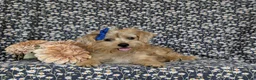 Shorkie dogs for sale: Mia Hypoallergenic - Ad 7