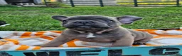 French Bulldog dogs for sale: Gus - Ad 13