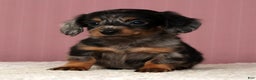 Miniature Dachshund dogs for sale: Korey - Ad 2
