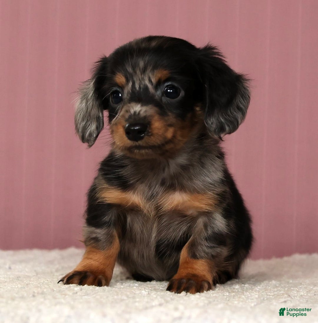 Miniature Dachshund dogs for sale: Korey - Ad 2
