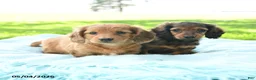 Miniature Dachshund dogs for sale: Penny - Ad 5