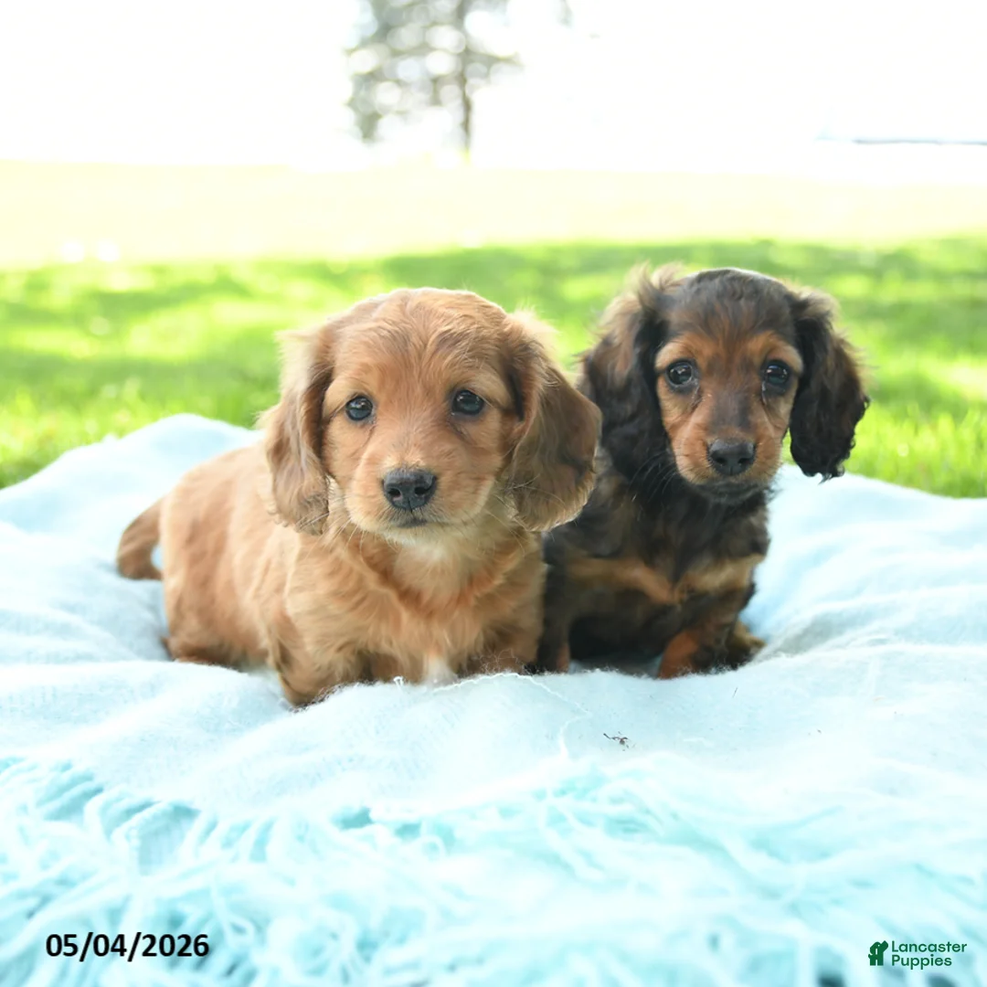 Miniature Dachshund dogs for sale: Penny - Ad 5