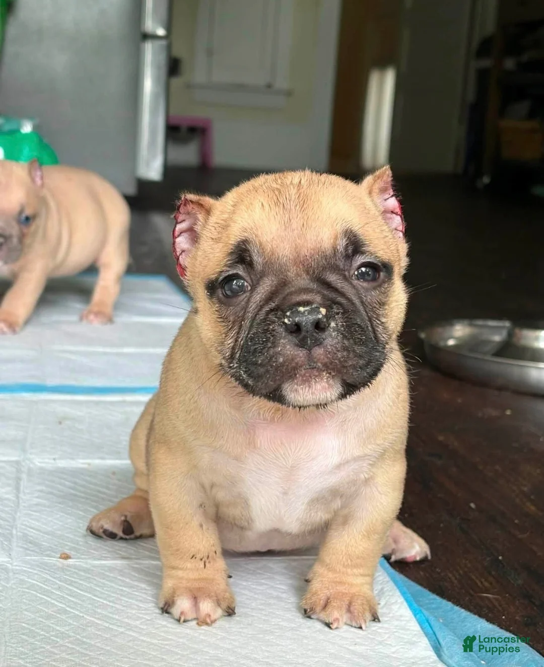 Mixed Breed dogs for sale: Royal - Ad 2