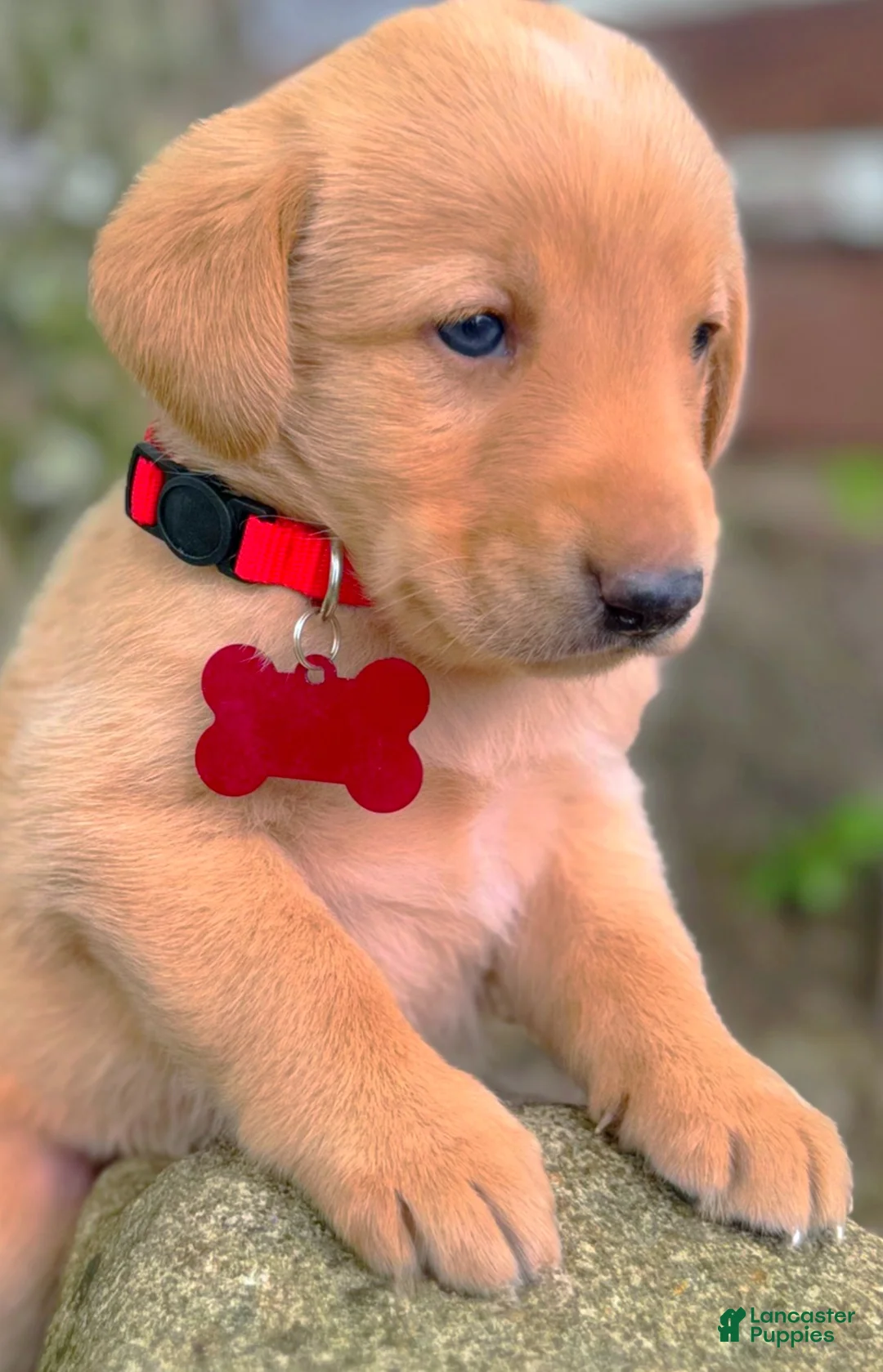 Labrador Retriever dogs for sale: Labrador Retriever Puppy 1 - Ad 2
