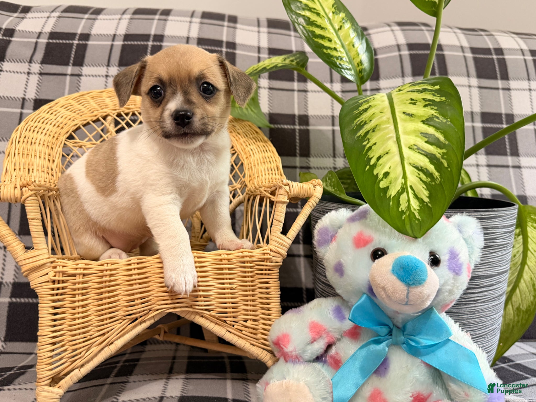 Jack Russell Terrier dogs Ketura - Ad 2