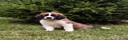 Saint Berdoodles dogs for sale: Bo - Ad 9