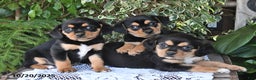 Mixed Breed dogs for sale: Rosie - Ad 3