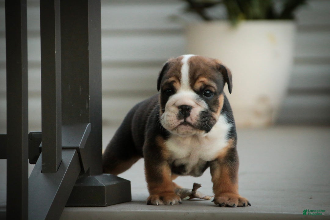 English Bulldog dogs for sale: Walter English Bulldog  - Ad 2