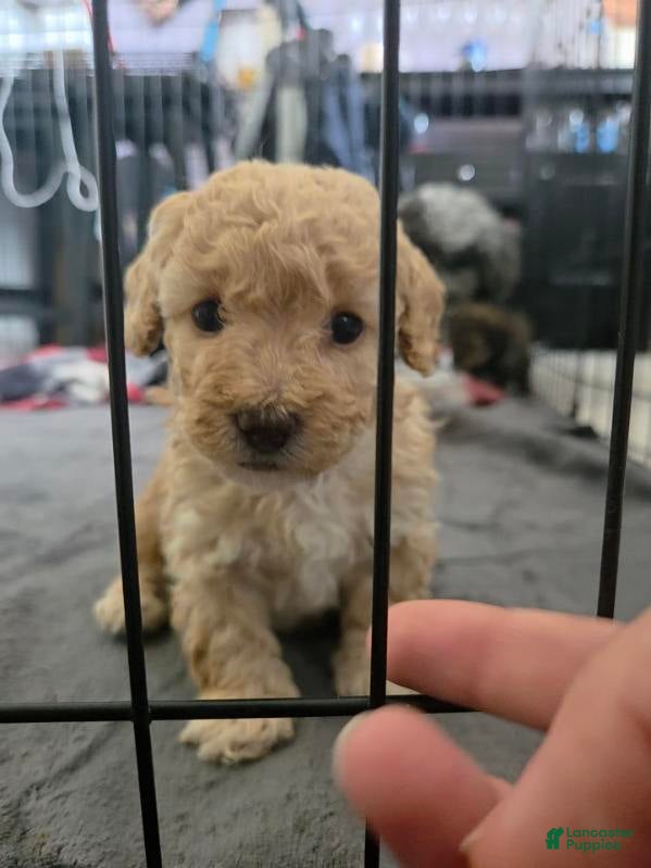 Toy Poodle dogs for sale: Peaches - Ad 2