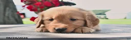 Golden Retriever dogs for sale: Taffy - Ad 4