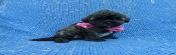 Shihpoo dogs for sale: Oreo - Ad 1