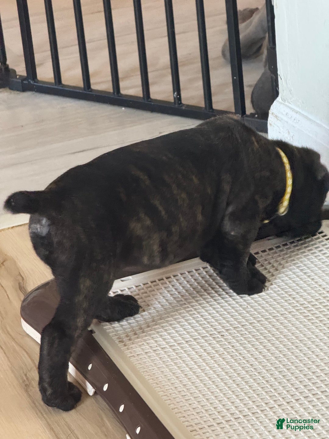 Cane Corso dogs for sale: Remy - Ad 3