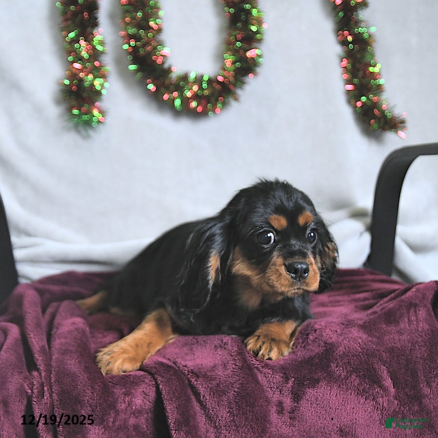 Cavalier King Charles Spaniel dogs Lady - Ad 9