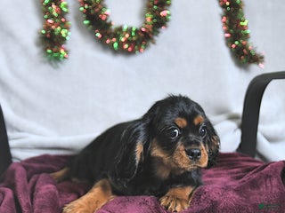 Cavalier King Charles Spaniel dogs Lady - Ad 9