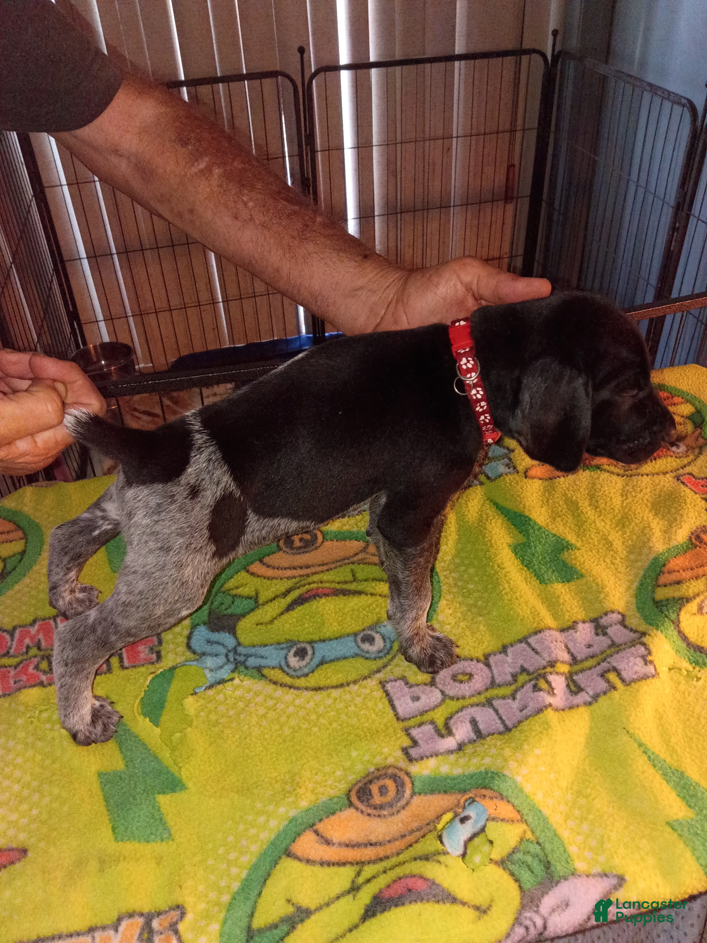 German Shorthaired Pointer dogs German Shorthaired Pointer 4 - Ad 6
