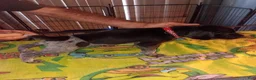 German Shorthaired Pointer dogs for sale: German Shorthaired Pointer 4 - Ad 1