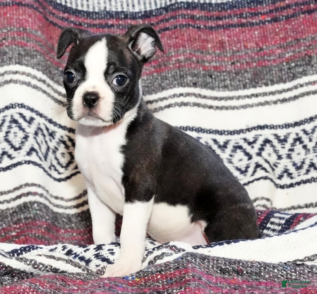Canine Boston Terrier Genetic Testing Bull Terrier Setter Terrier