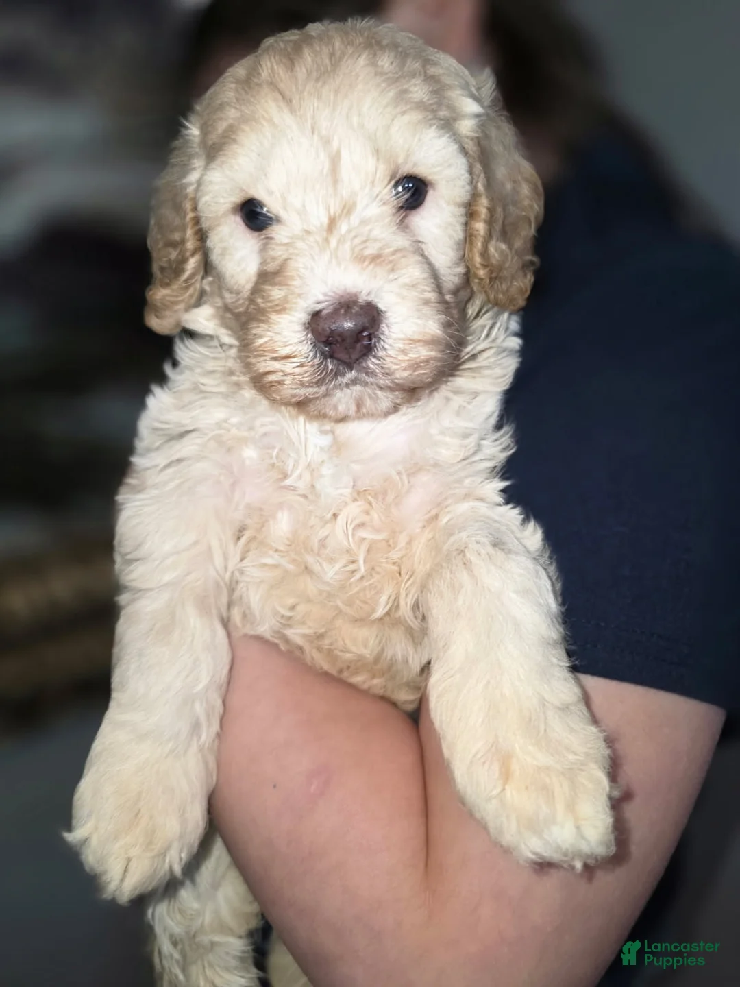 Goldendoodle dogs for sale: Mini Goldendoodle Female - Ad 2