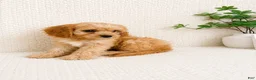 Cavapoo dogs for sale: Milo - Ad 4