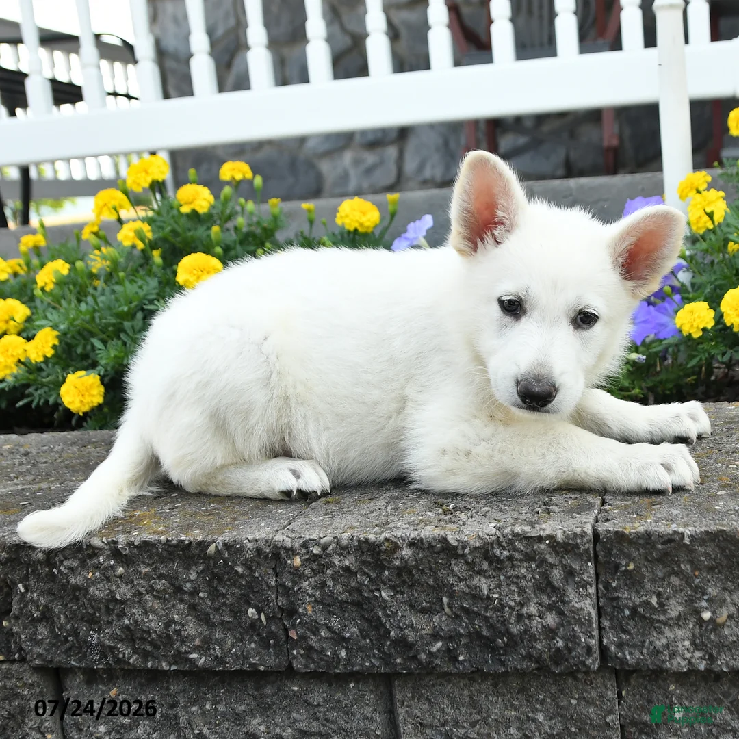 German Shepherd dogs for sale: Kip  - Ad 1